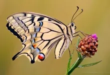 butterfly 1440x900 wallpaper Art HD Wallpaper